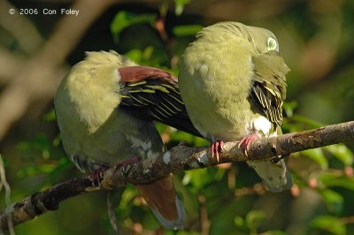 Pigeon, Thick-billed Green @ Seletar