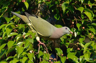 Pigeon, Pink-necked Green (male) @ Seletar