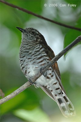 Cuckoo, Little Bronze (female) @ Sungei Buloh