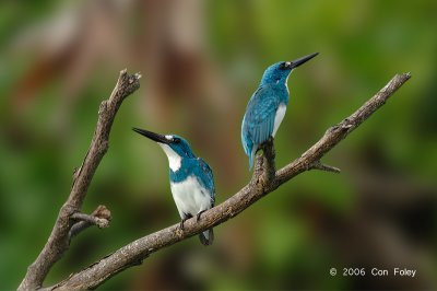 Kingfisher, Small Blue @ Nusa Dua
