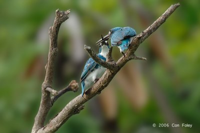 Kingfisher, Small Blue @ Nusa Dua