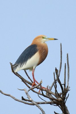 Heron, Javan Pond (breeding) @ Nusa Dua