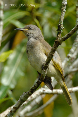 Honeyeater, Indonesean