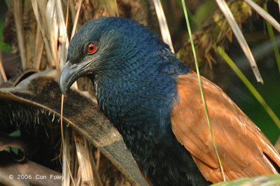 Coucal, Greater