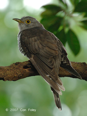 Cuckoo, Indian (male) @ Pulau Ubin