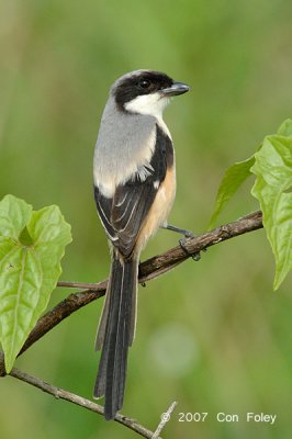 Shrike, Long-tailed @ Punggol