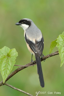 Shrike, Long-tailed @ Punggol