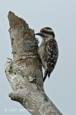 Woodpecker, Sunda Pygmy @ Punggol