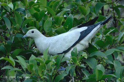 Pigeon, Pied Imperial @ Chinese Gardens