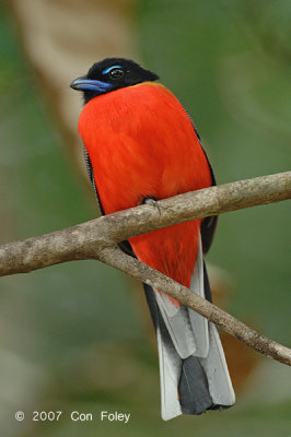 Trogon, Scarlet-rumped (male)