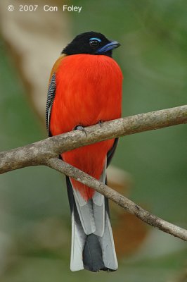 Trogon, Scarlet-rumped (male)