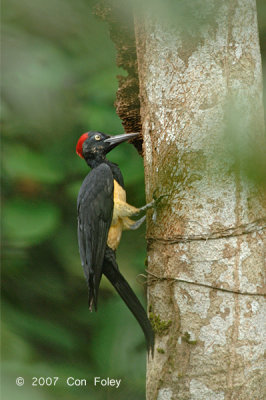 Woodpecker, White-bellied