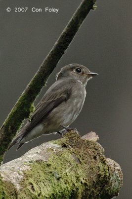 Flycatcher, Dark-sided @ Panti