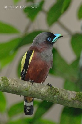 Broadbill, Banded (female)