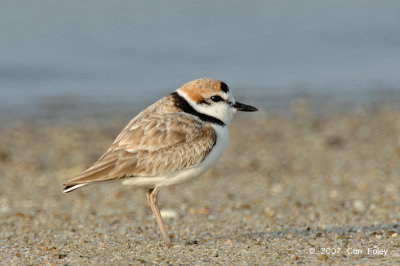 Plover, Malaysian