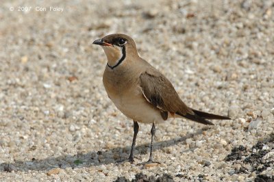 Pratincole, Oriental (breeding) @ Changi Cove