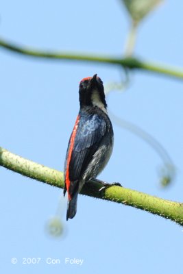 Flowerpecker, Scarlet-backed (male) @ Bukit Batok Nature Park