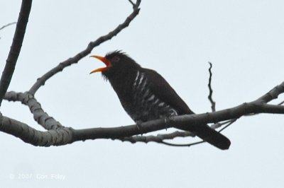 Cuckoo, Violet (male) @ Bukit Batok Nature Park