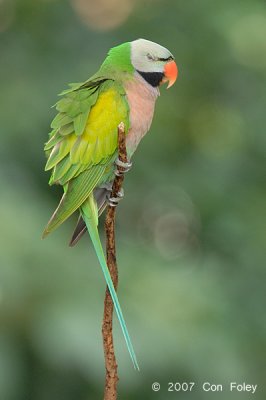 Parakeet, Red-Breasted