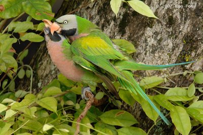 Parakeet, Red-breasted (mating) @ Changi Village