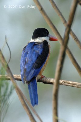 Kingfisher, Black-capped