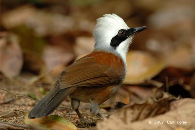 Laughingthrush, White Crested @ Bukit Batok