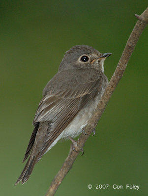 Flycatcher, Dark-sided