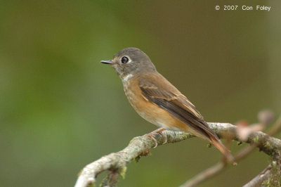 Flycatcher, Ferruginous