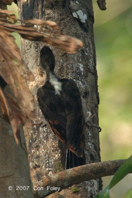 Woodpecker, Orange-backed (female)