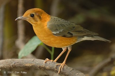 Thrush, Orange-headed @ Hindhede