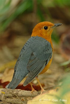 Thrush, Orange-headed @ Hindhede
