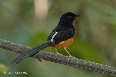 Shama, White-rumped (male) @ Hindhede