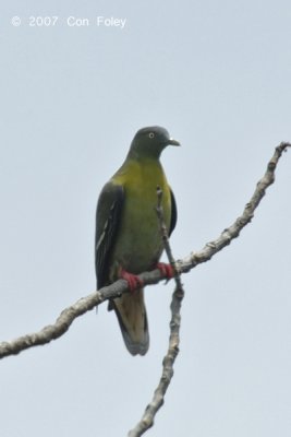 Pigeon, Little Green (female)