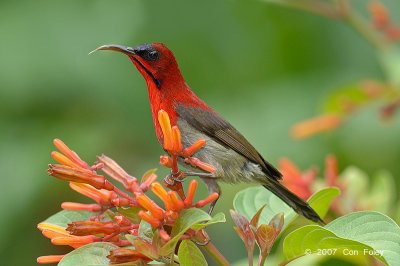 Sunbird, Crimson (male) @ MOG