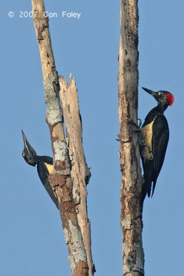 Woodpecker, White-bellied (female)