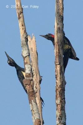 Woodpecker, White-bellied (female)