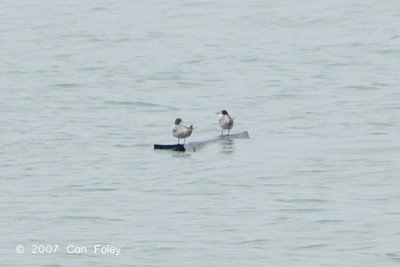 Tern, Aleutian @ Pulau Karimun