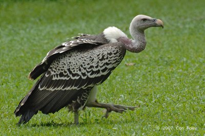 Vulture, Ruppel's @ Jurong Bird Park