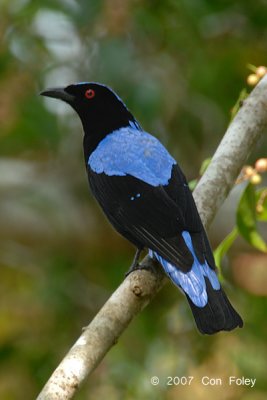 Bluebird, Asian Fairy (male) @ Tahan Hide