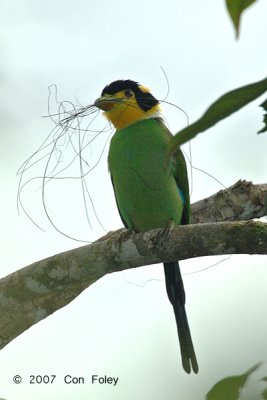 Broadbill, Long-tailed @ Telecom Loop