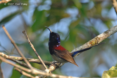 Sunbird, Black-throated (male) @ Jelai Resort