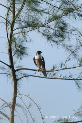 Falcon, Perigrine @ Changi
