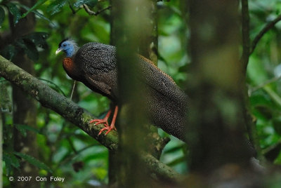 Argus, Great (male) @ Danum Valley