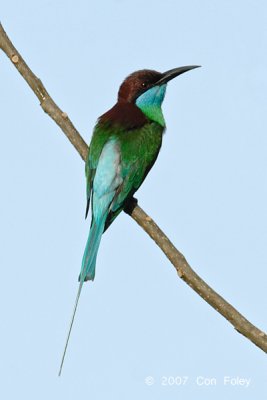 Bee-eater, blue-throated @ Danum Valley Field Centre