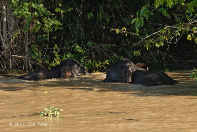 Elephant, Borneo Pygmy @ Kinabatangan