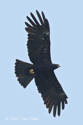 Eagle, Black @ Kinabatangan
