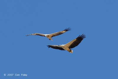 Eagle, White-bellied Fish @ Kg. Abai