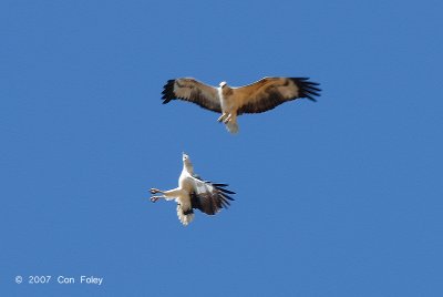 Eagle, White-bellied Fish @ Kg. Abai