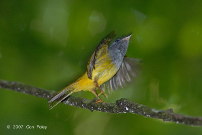 Flycatcher, Grey-headed Canary @ Danum Valley
