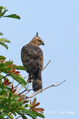 Eagle, Wallace's Hawk @ Kinabatangan